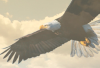Bald Eagle Area School District logo